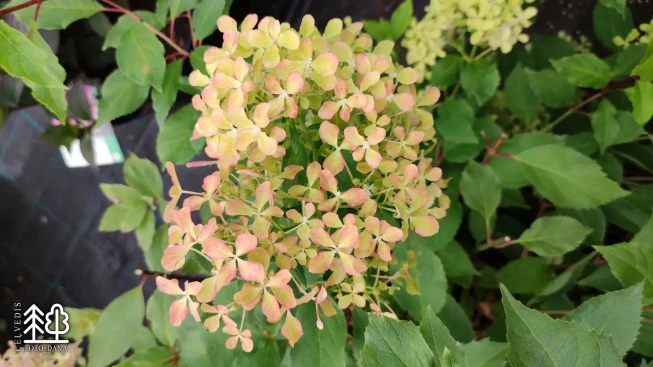 Hydrangea paniculata   'Romantic Ace'